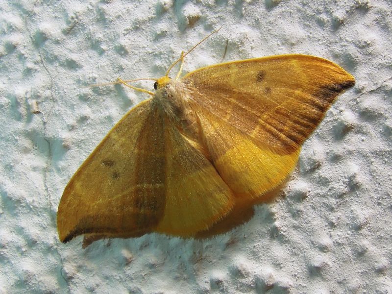 Watsonalla binaria, Drepanidae